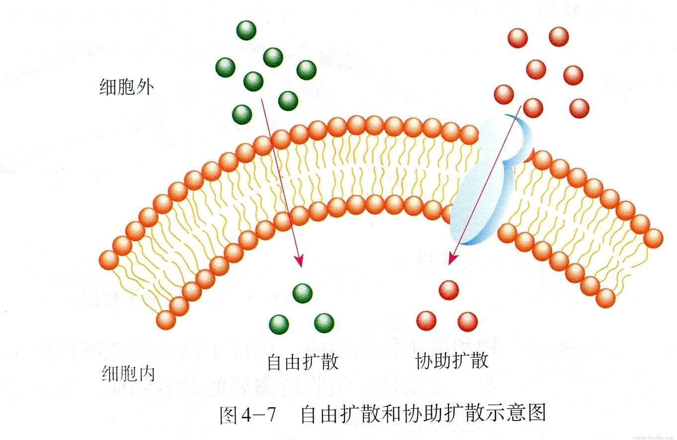 新手也能做出佳肴