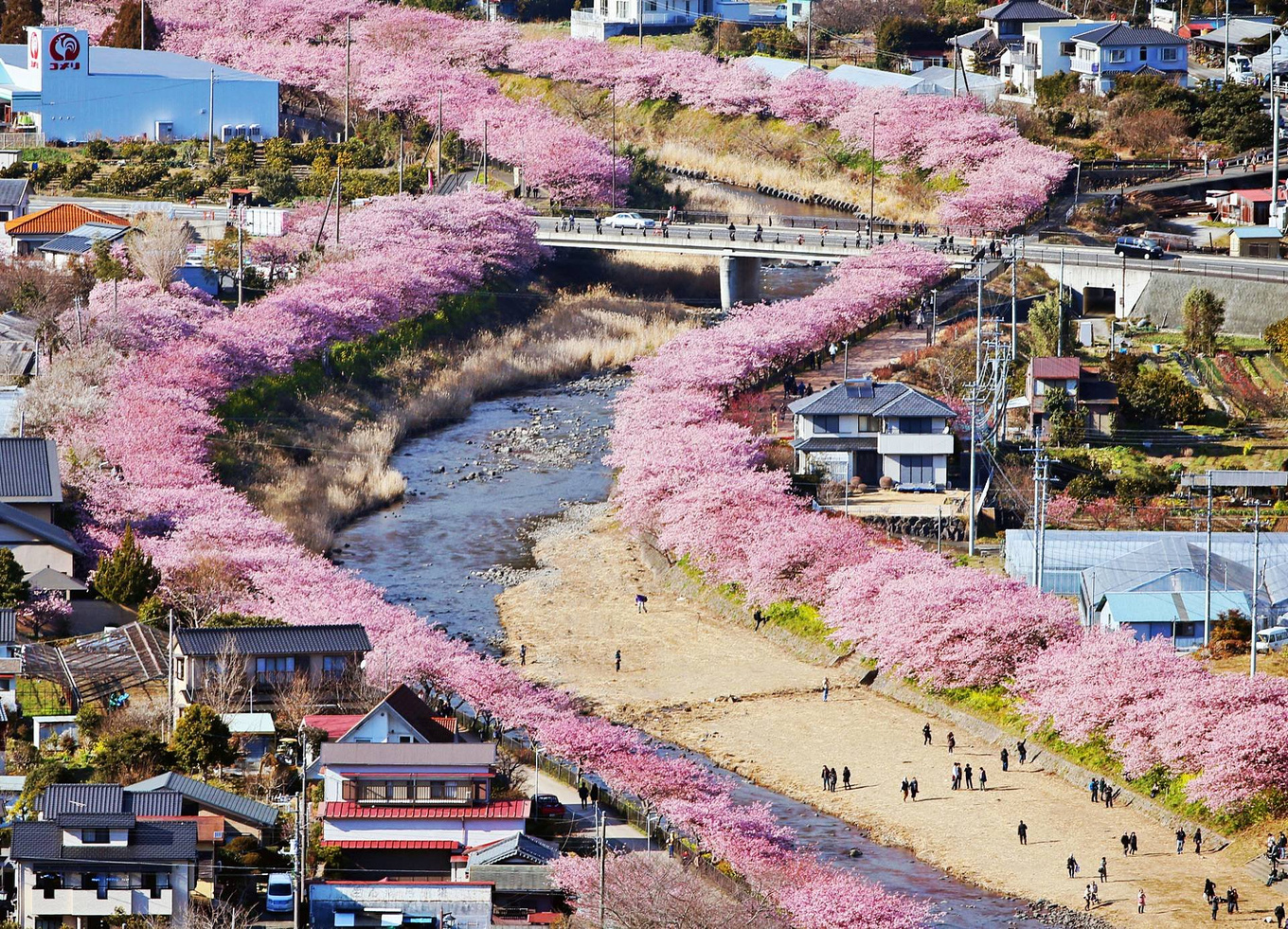 樱花之旅