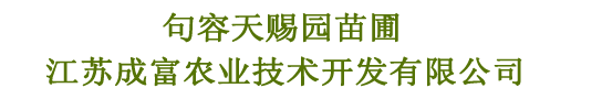 落羽杉,墨西哥落羽杉,北美落羽杉-江苏成富农业技术开发有限公司