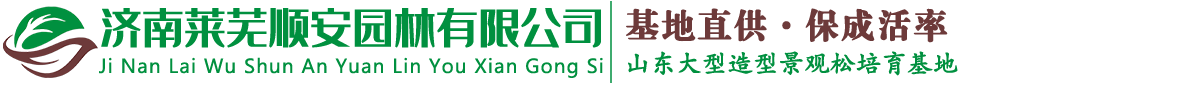 造型黑松_造型油松_造型松_景观松-济南莱芜顺安园林有限公司